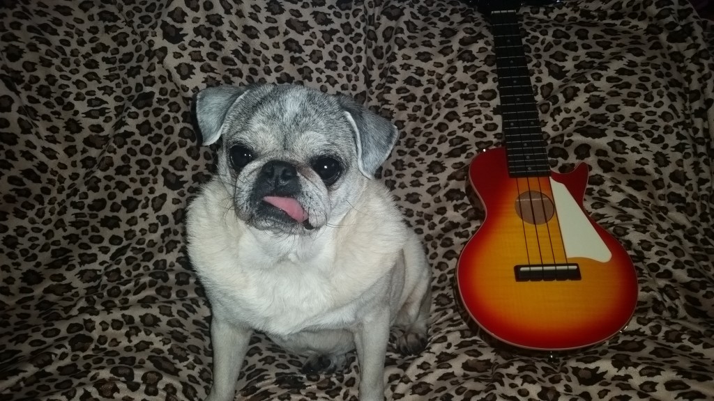 Christina C. Goldman.Mei-Ling, a 10 year old rescue pug, from Winter Park, Fl. She's posing with an Epiphone Les Paul AcousticElectric Uke
